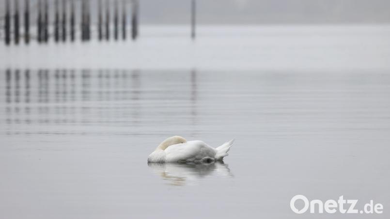Weshalb die sechs jungen Schwäne am Dreikönigstag im Fischhofpark verendeten, ist immer noch nicht geklärt. Die Untersuchung der Vögel wird demnächst dennoch eingestellt. Bild: Karl-Josef Hildenbrand/dpa