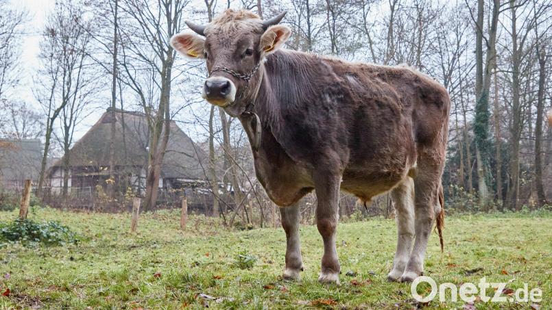 So mächtig wie dieser Ochse stand auch „Hansi“ den Feuerwehrleuten und der Polizei in Teunz gegenüber. Bild: Georg Wendt