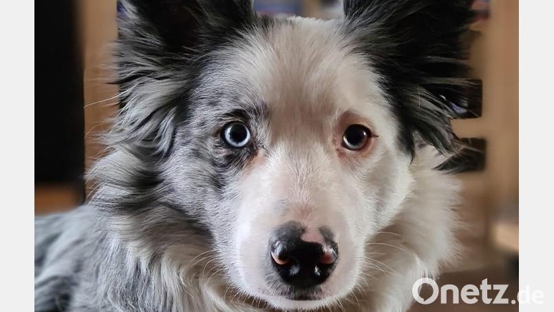 Border-Collie-Hündin Jolly hat wohl 2000 Euro auf dem Gewissen. Bild: Ramona Frey