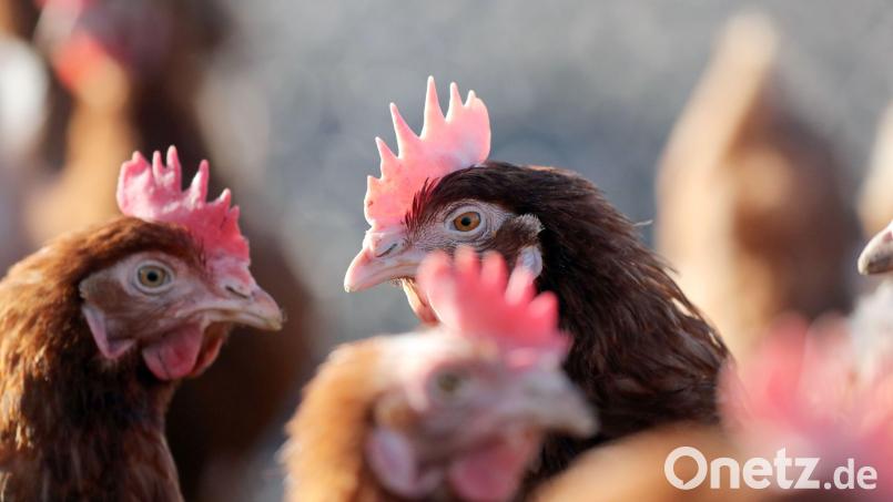80 Hühner wurden im Nittenauer Ortsteil Bleich aus einem mobilen Hühnerstall entwendet. Symbolbild: Jan Woitas/dpa