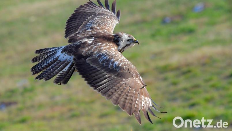 Drei Mäusebussarde sind im Landkreis Regensburg wahrscheinlich vergiftet worden. Dieses Gift sei für Tiere, aber auch für Menschen gefährlich. Symbolbild: Patrick Pleul/dpa