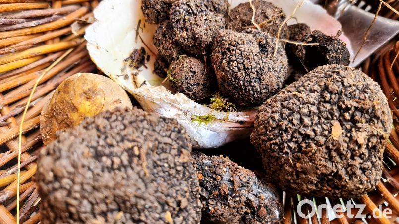 Zwar war die Winterernte weniger üppig als im Herbst. Aber dafür konnte der Trüffelzüchter mit einem Exemplar aufwarten, das glatt ein ganzes Kilogramm auf die Waage brachte. Bild: ubb