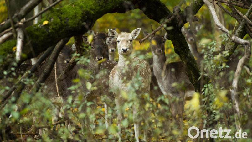 Bayerns Wälder leiden unter zu starkem Wildverbiss, auch im Landkreis Tirschenreuth. Forstministerin Michaela Kaniber fordert deswegen von der Jägerschaft einen waldverträglicheren Wildbestand. Symbolbild: Christophe Gateau/dpa