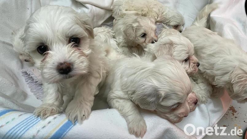 Ein Wurf Hundewelpen, der von der Polizei im Raum Nürnberg beschlagnahmt wurde. Hundebabys spielten auch in einem Fall die Rolle, der einen 46-Jährigen vor das Amberger Amtsgericht brachte. Symbolbild: Tierheim Nürnberg/exb