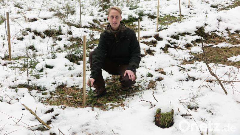 Der Kemnather Stadtförster Reinhard Hermann beobachtet das Wachstum einer Libanon-Zeder im Zukunftswald. Diese Art kann den Klimawandel besser überstehen als die bisherigen Baumarten. Bild: jzk