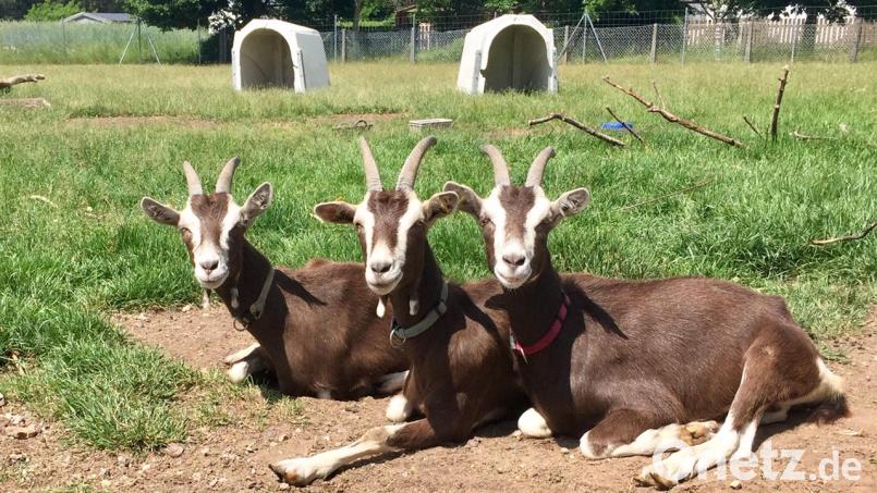 Lang müssen die Ziegen und ihre Kitze nicht mehr im Stall bleiben. Denn ab März dürfen sie tagsüber nach draußen auf die Weide: Ein Foto vom vergangenen Sommer mit den Thüringer Waldziegen Zenz (von links), Liesel und Hanna. Bild: Erika Brandl