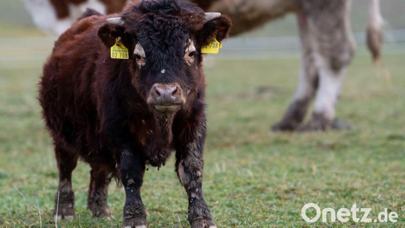 Der kleinwüchsige Stier Napoleon steht auf seiner Weide. Foto: Sven Hoppe/dpa/Archivbild Bild: Sven Hoppe