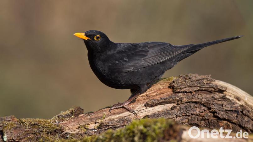 Die Amsel Bild: Marcus Bosch/LBV