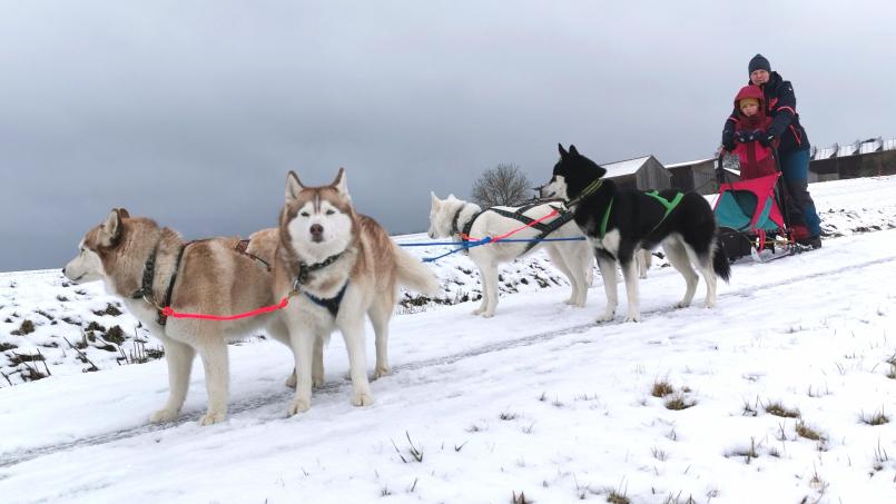 Fast wie in Skandinavien: Andrea Weinsteiger bietet bei ausreichender Schneelage Husky-Schlittenfahrten in der Gemeinde Thanstein an. Bild: Portner
