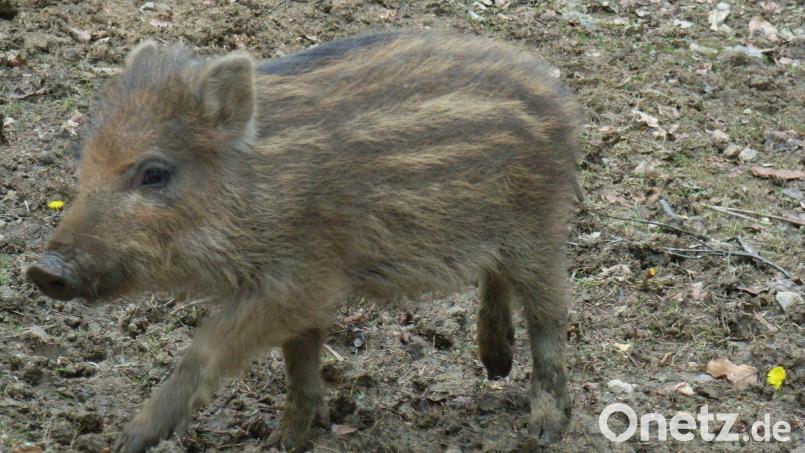Süß, so ein einzelner Frischling. In den Wäldern des Landkreises sollen es aber ja nicht zu viele werden, denn die Tiere können relativ leicht die Afrikanische Schweinepest verbreiten. Archivbild: sr