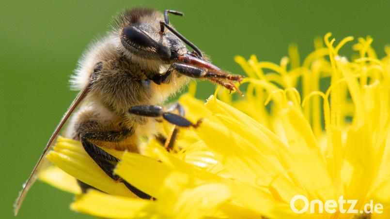 Die Artenvielfalt steht bei einem Wettbewerb der Obst- und Gartenbauvereine im Mittelpunkt. Bild: Sebastian Gollnow/dpa