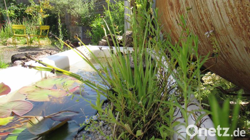 Früher Badewanne, jetzt ein Wasserbiotop, in dem sich mehrere Tierarten wohlfühlen. Mit dieser Idee konnte der OGV Hirschau punkten. Bild: OGV Hirschau (Johanna Erras-Dorfner)