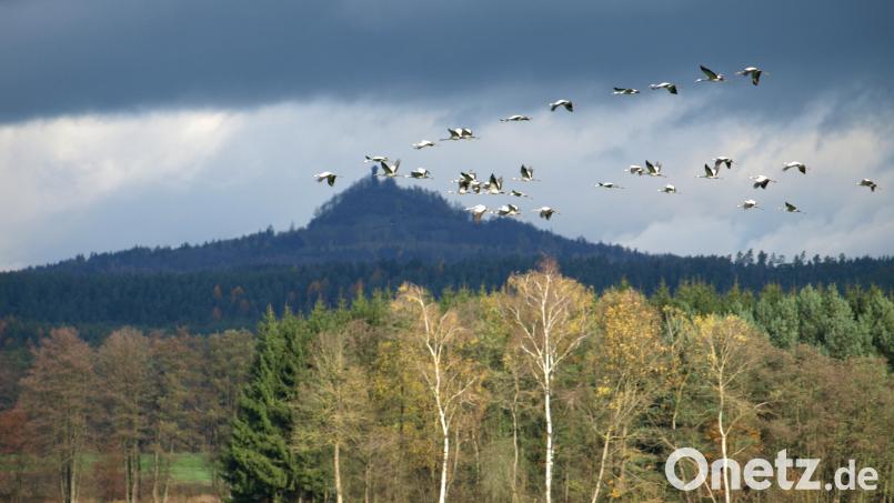 Der Vulkankegel des Rauhen Kulms wurde 2013 bei der Abstimmung der Heinz-Sielmann-Stiftung zum schönsten Naturdenkmal Deutschlands gewählt. Er ist nur eine der Besonderheiten im Naturpark Nördlicher Oberpfälzer Wald, um die sich der neue Ranger in Zukunft kümmert. Bild: do