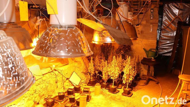 Die Polizei fand in dem Anwesen auch eine Aufzuchtanlage mit einer Vielzahl von Cannabis-Pflanzen. Bild: Polizeipräsidium Oberpfalz/exb