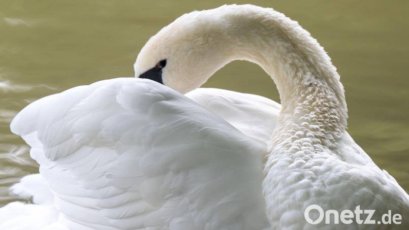 Beamte der Polizeiinspektion Eschenbach wurden in Grafenwöhr zu einem tierischen Einsatz gerufen. Ein Schwan war verletzt. Symbolbild: Peter Kneffel/dpa