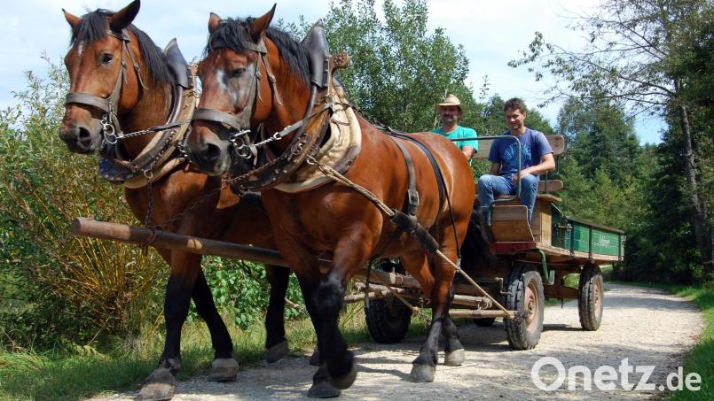 Früher ging es in der Landwirtschaft ein bisschen beschaulicher, nachhaltiger und damit natürlich auch klimafreundlicher zu. Mit dem "Klimafaktor Mensch" beschäftigt sich eine neue Ausstellung des Freilandmuseums Oberpfalz. Archivbild: hcz