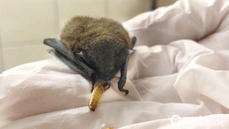 Eine Zwergfledermaus wird mit einem Mehlwurm gefüttert. Das Tier war mit zwölf weiteren Artgenossen im Landkreis Wunsiedel in einem Karton ausgesetzt worden. Bild: Naturpark Fichtelgebirge/dpa
