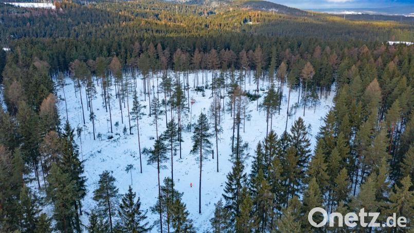 Lücken im Wald bei Frankenreuth: Zukünftig werden hier Eichen und Linden als klimatolerante Baumarten wachsen. Bild: Martin Hertel/exb
