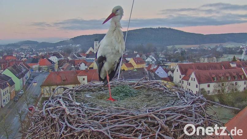 Der Storch ist am Samstag gesichtet worden: Dank Webcam der Stadt bietet sich nicht nur ihm ein reizvolles Stadtpanorama. Bild: Stadt Pfreimd/exb