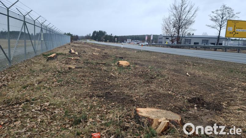 Die Baumreihe und die Büsche zwischen Flugplatz und Bundesstraße 299 wurden abgeholzt. Bild: sne