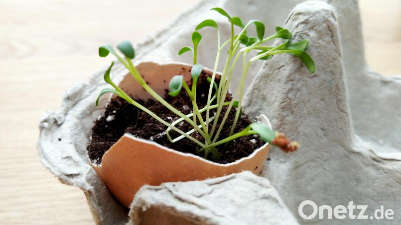 Auch in Eierschalen und Eierkartons lassen sich Setzlinge in der Wohnung vorziehen. Symbolbild: Simone A. Mayer/dpa