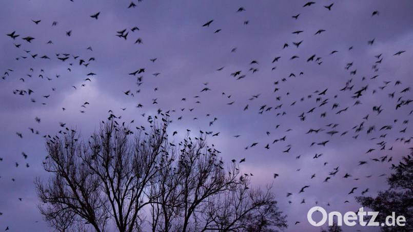 Das Schauspiel in der Abenddämmerung ist in diesem Winter besonders eindrucksvoll, wenn Hunderte Rabenkrähen ihre Schlafbäume am Hammerweiher in Weiherhammer aufsuchen. Bild: Bernhard Rauch/exb
