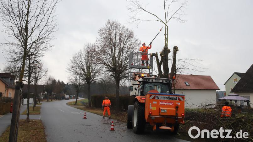 Der Zuschnitt der Bäume an der Kohlberger Straße erfolgt von der Hebebühne aus. Gegenüber sind die noch unbearbeiteten Gehölze mit ihren hochragenden Ästen zu sehen. Bild: war