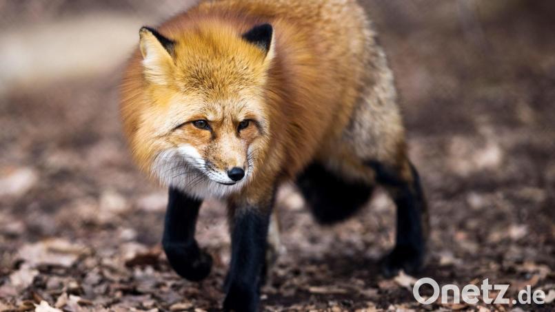 Füchse befinden sich derzeit auf Brautschau und streunen auch tagsüber durch die Gegend. Ihre Futtersuche führt sie auch in die Städte, so wie aktuell in Oberviechtach beobachtet. Symbolbild: Alexander Heinl/dpa