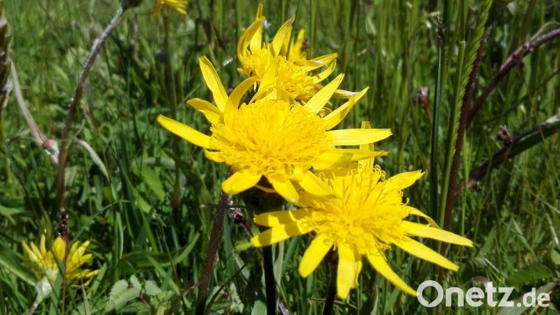 Die niedrige Schwarzwurzel (Scorzonera humilis) ist weitschichtig mit den Habichtskräutern, dem Löwenzahn und sogar der Artischocke verwandt. Sie alle gehören zur Familie der Korbblütler. Bild: Hladik
