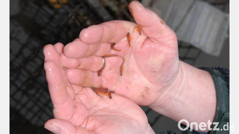 Mitglieder des Fischereivereins Schmidmühlen haben in der Lauterach 20.000 Bachforelleneier ausgesetzt. Wie viele der kleine Fische es bis ins Erwachsenenalter schaffen, ist ungewiss. Bild: pop