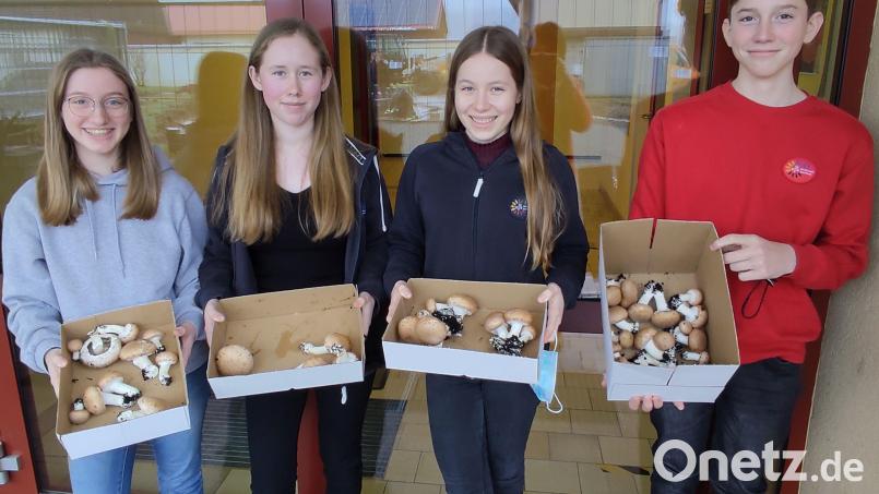 Als erfolgreiche Teilnehmer am Pilz-Projekt der Auerbacher Realschule präsentieren sich (von links) Tamina Hecht, Marlene Dauth, Nadine Reisner und Lukas Gutte. Bild: Realschule Auerbach/exb