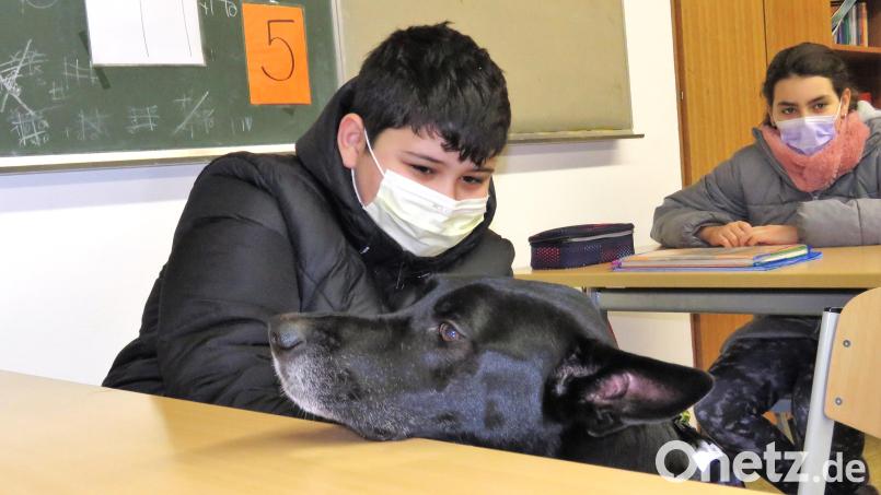 Legt Shadow seinen Kopf auf die Schulbank, ist das ein Zeichen für den zwölfjährigen Schüler Hosh, dem Rüden die Ohren zu kraulen. Bild: ubb