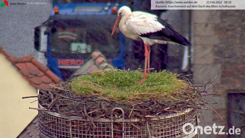 Allem Wind und Wetter zum Trotz: Der Storch in Weiden ist zurück. Screenshot: Webcam Stadt Weiden