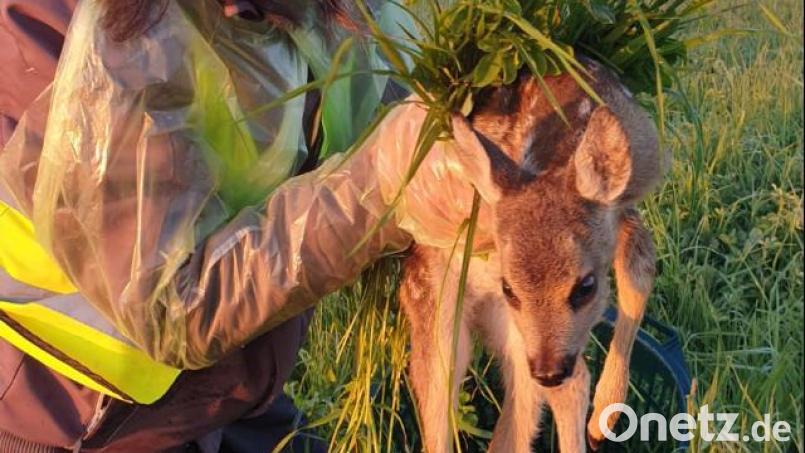 Der Verein Rehkitzrettung NEW-WEN ist 2021 gegründet worden. Mit Drohnen wollen die Helfer die Tiere in Wiesen aufspüren und Unglücke verhindern. Bild: Rehkitzrettung NEW-WEN/exb
