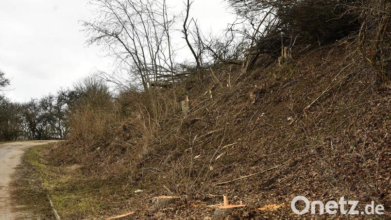 Von den Biotopflächen in Ransbach ist nicht viel übrig geblieben. Das Landratsamt Amberg-Sulzbach stoppte hier die Gemeinde bei dem, was Bürgermeister Florian Junkes &quot;erlaubte Gehölzpflege&quot; nennt. Bild: Petra Hartl