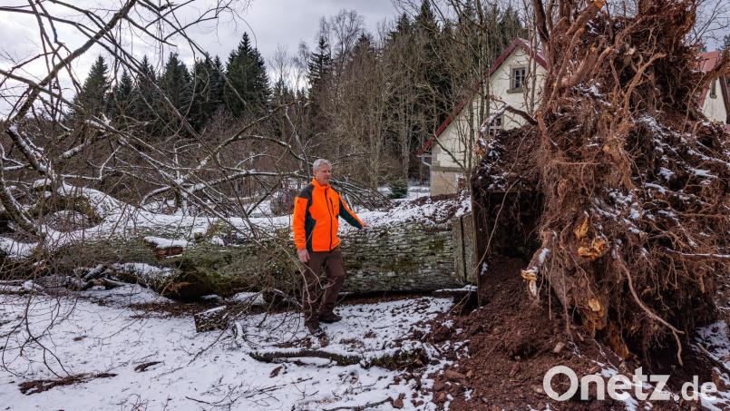 Gerhard Schirbel, Mitarbeiter bei den Bayerischen Staatsforsten, betrauert die Linde bei Neuhaus, die vom Sturm umgerissen wurde. Bild: Martin Hertel/exb