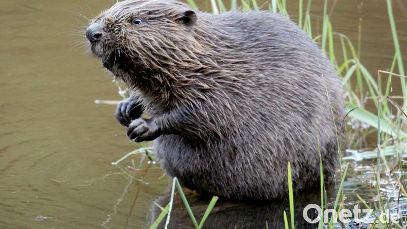 Ein Biber am Wasser. Foto: Felix Heyder/dpa/Archivbild Symbolbild: Felix Heyder