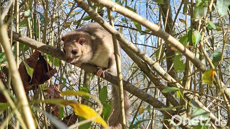 Der Siebenschläfer auf dem Weg zum Futterhäuschen. Bild: Manfred Heldrich/exb