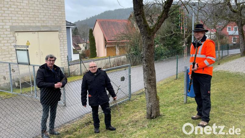 Kreisfachberater Wolfgang Grosser, der ehrenamtliche Baumpflegeberater Wolfgang Engel und Bauhofleiter Rudi Scharf schneiden Edelreiser von Obstbäumen in der Nähe des Nabburger Kindergartens Sankt Angelus Bild: Marko Pammer/Stadt Nabburg/exb
