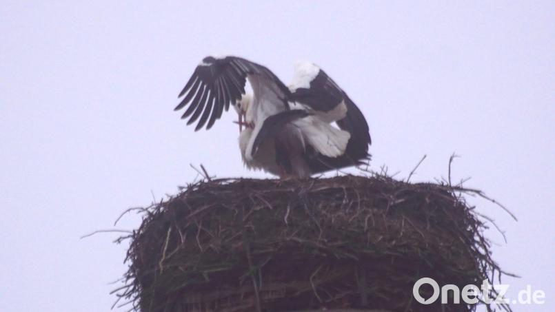Zehn Tage nach Meister Adebar traf auch Frau Storch in Immenreuth ein. Bild: bkr