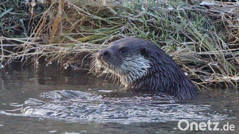 Dieser Fischotter wurde im Landkreis Neustadt fotografiert. Archivbild: Fredy Voss