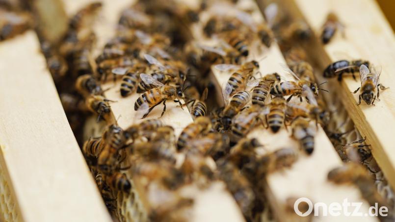 Unbekannter Täter beschädigt in Weiden einen Bienenstand. Bild: Uwe Anspach/dpa
