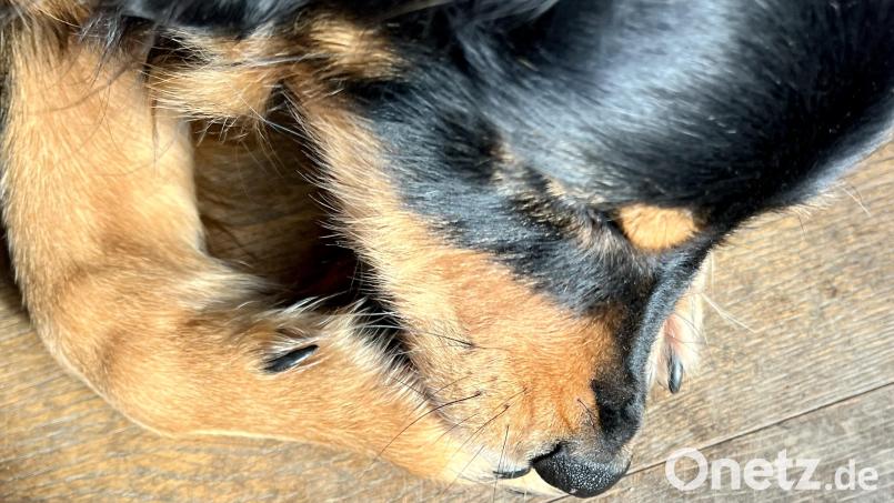 Unablässiges Beißen und Schlecken in den Ballen: eine der klassischen Verhaltensweisen eines allergischen Hundes. Bild: Gabi Eichl