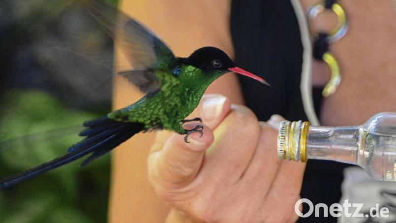 Wasser für die Kolibris: Nur ein paar Gramm schwer sind die Winzlinge, die auf den Fingern der Gäste landen. Bild: Joachim Hauck/dpa