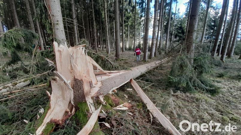 Kein Einzelfall: Die Stürme haben ganze Arbeit geleistet. Nun muss aufgearbeitet werden. Bild: lg