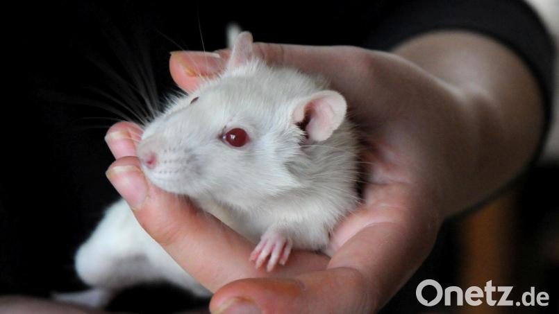 Auf grauenvolle Weise quält ein Mann in der Oberpfalz Ratten und amüsiert sich über die Schmerzensschreie der Tiere. Symbolbild: Stephan Huber