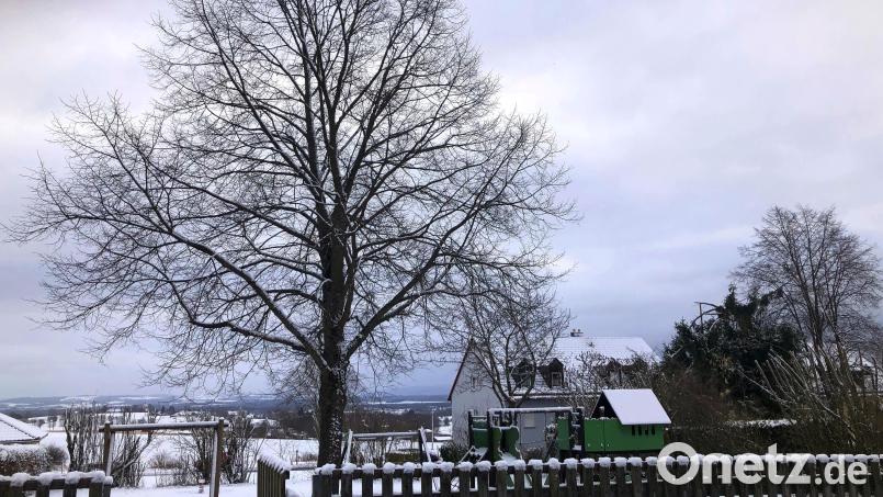 Die 40 Jahre alte Linde am Spielplatz an der Gartenstraße wird nicht gefällt. Darauf einigten sich die Markträte in ihrer aktuellen Sitzung. Bild: wro