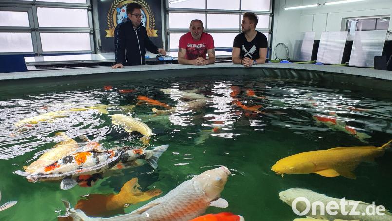 Thomas Kappl (links) und Andreas Rupprecht (rechts) stehen mit Mitarbeiter Kevin Weiss vor dem großen Koi-Becken in ihrer Halle in Hammerles. Bild: Lowak