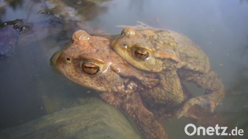 Huckepack ins Laichgebiet? Für viele Amphibien blockieren Straßen den Weg in bewährte Gewässer. Deshalb hilft der Bund Naturschutz nach mit Amphibienzäunen und Fangeimern, die sicherstellen, dass die Tiere auch lebend am Ziel ankommen. Bild: U. Meßlinger/exb