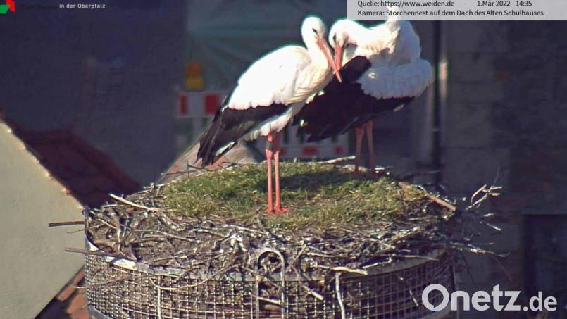Das Weidener Storchenpaar hat sich am Dienstagnachmittag turtelnd gezeigt. Screenshot: Stadt Weiden/Storchen-Cam/exb